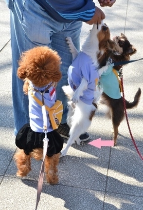 DSC_1009-1 (308x450).jpg