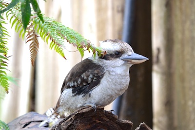 DSC_3245.jpg