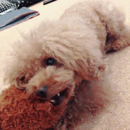 LINE_P20180903_21092441.gif