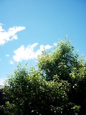 bird1.JPG