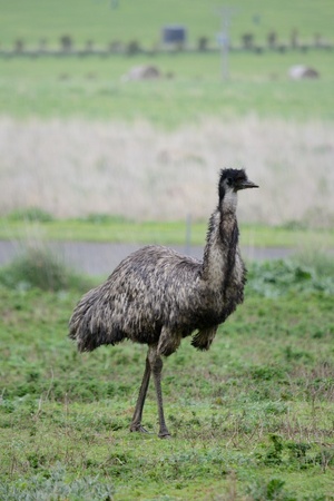 emu.jpg