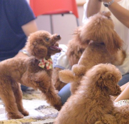 poodle1.jpg