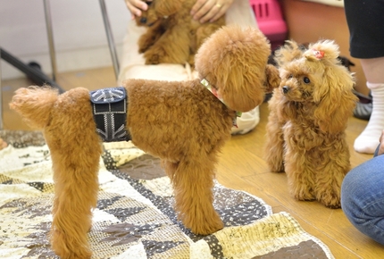 poodle2.jpg