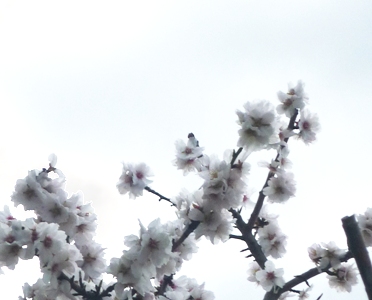 sakura.JPG