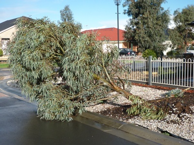tree.JPG