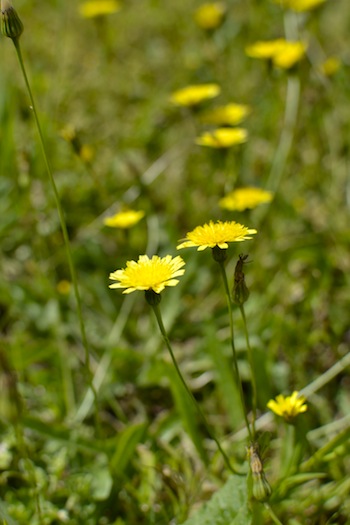 _DSC8311.JPG